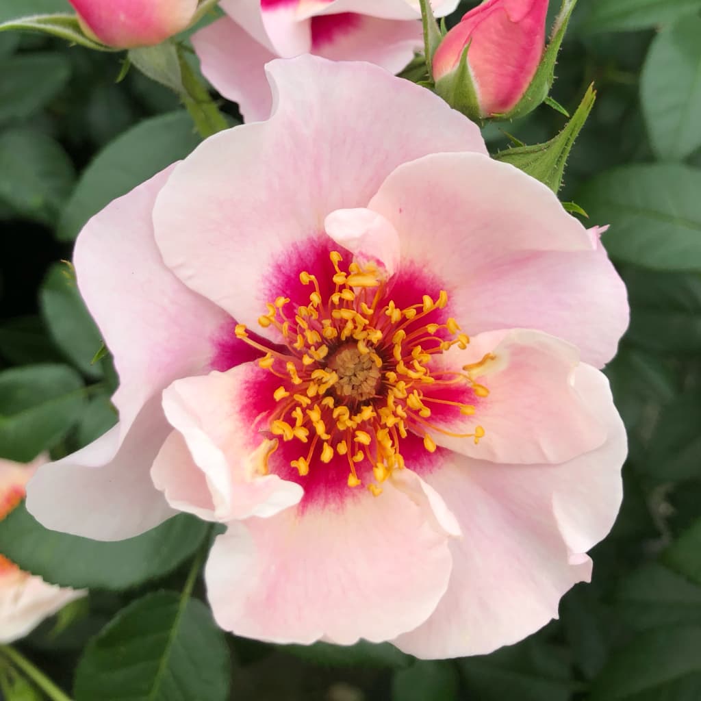 Rosa SEE YOU® in red
