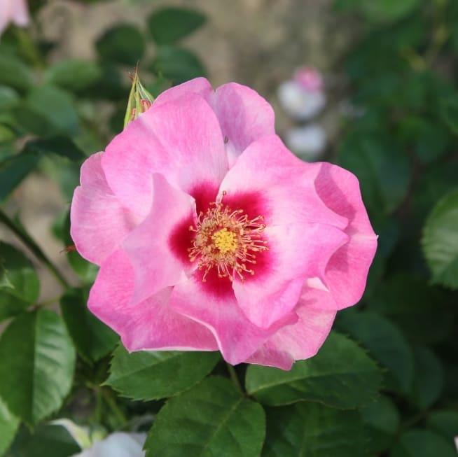 Rosa SEE YOU® in rosé