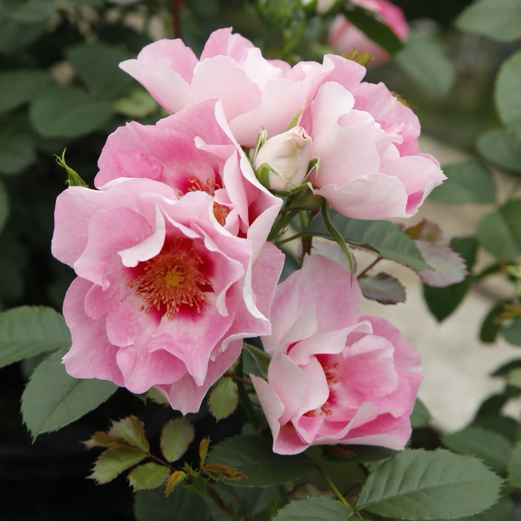Rosa SEE YOU® in rosé
