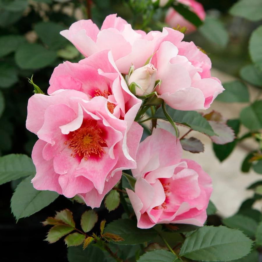 Rosa SEE YOU® in rosé