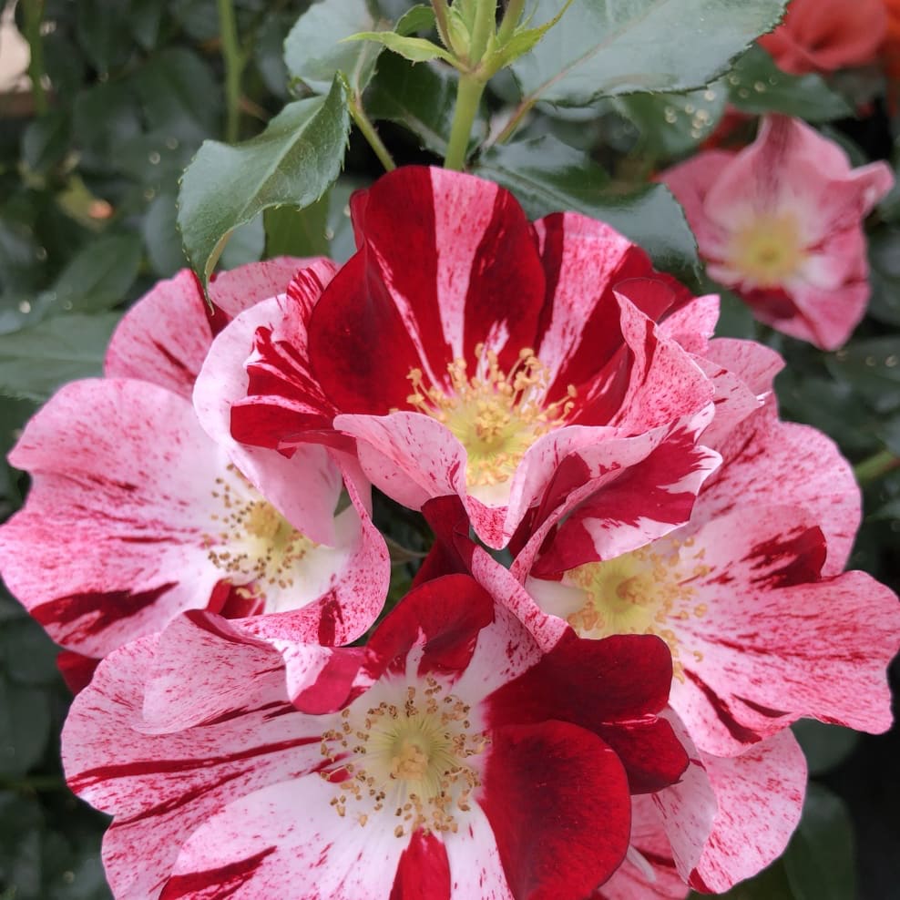 Rosa Simsalabim®