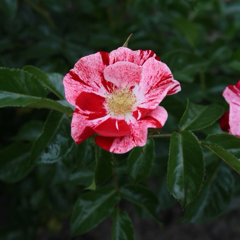 Rosa Simsalabim®