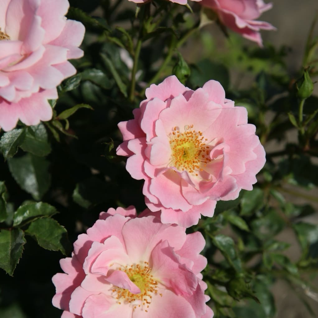 Rosa Sommerwind®