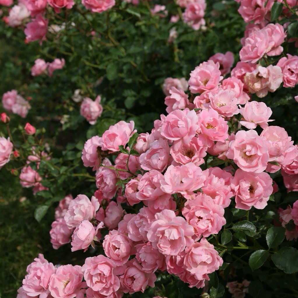 Rosa Sommerwind®