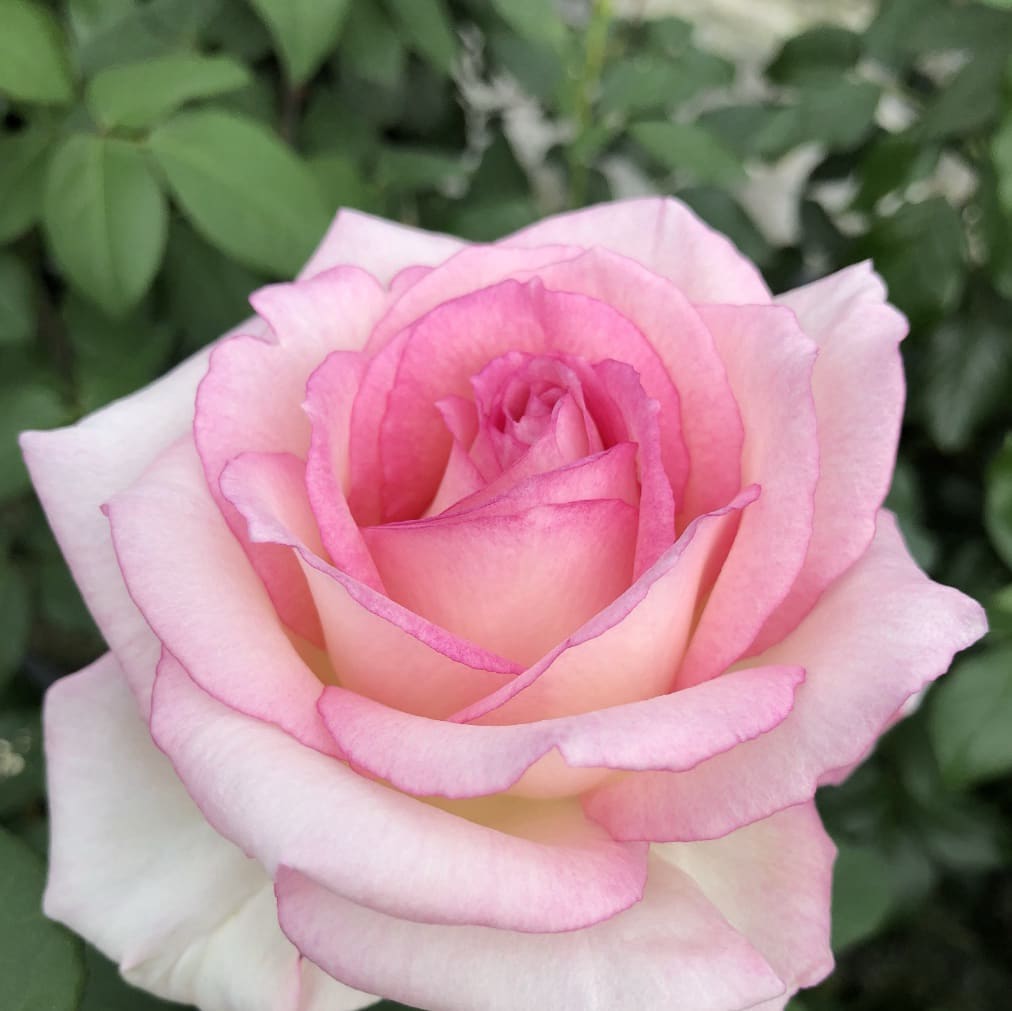Rosa Souvenir® de Baden-Baden