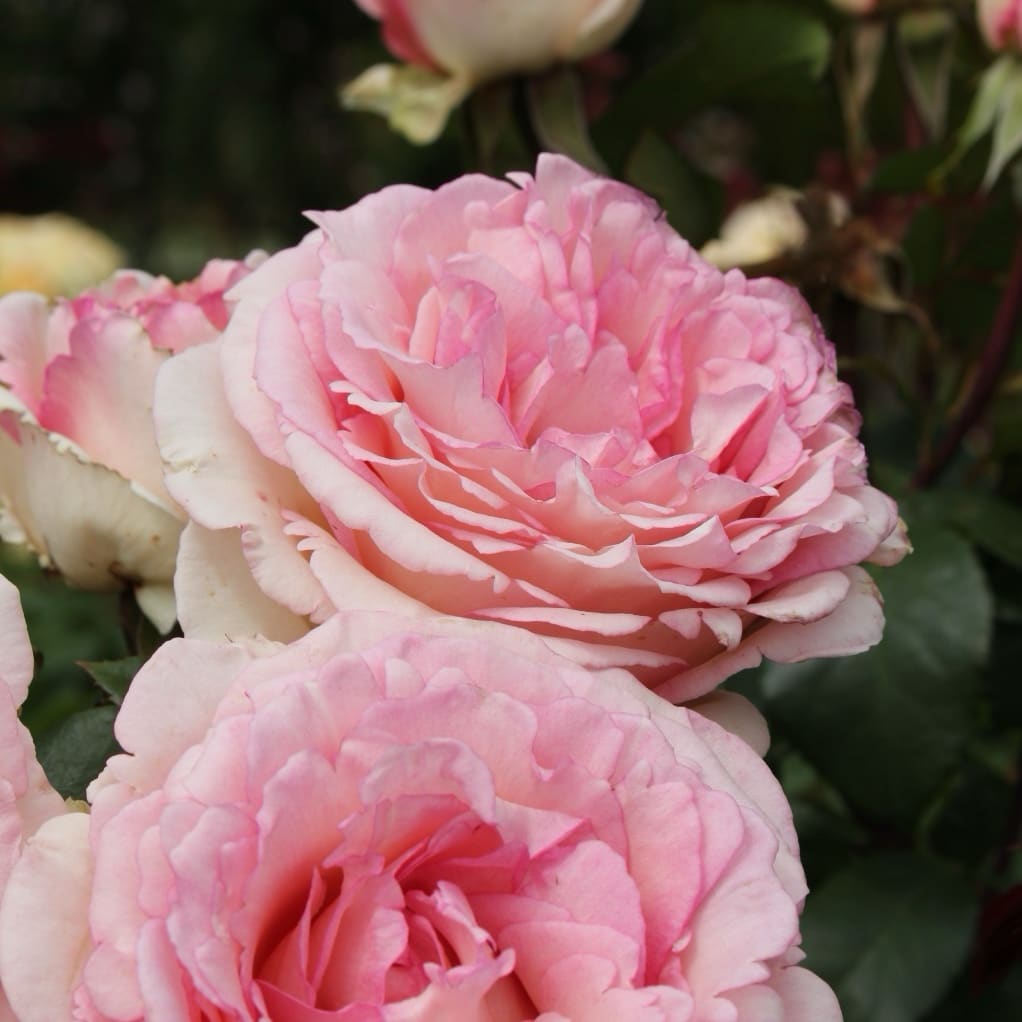 Rosa Souvenir® de Baden-Baden