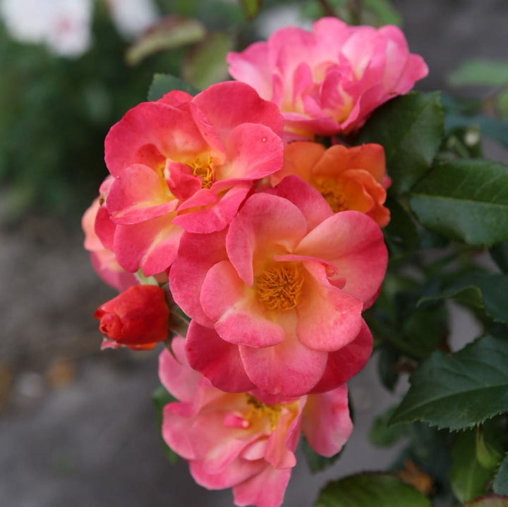 Rosa Spicy®
