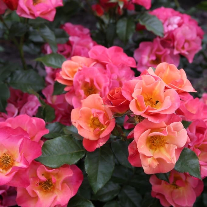 Rosa Spicy®