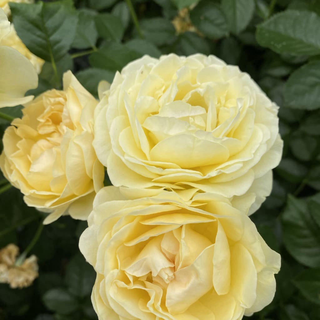 Rosa Spotlight®