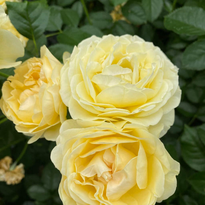 Rosa Spotlight®