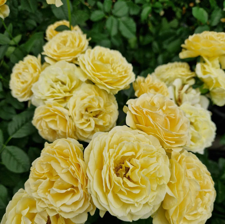 Rosa Spotlight®