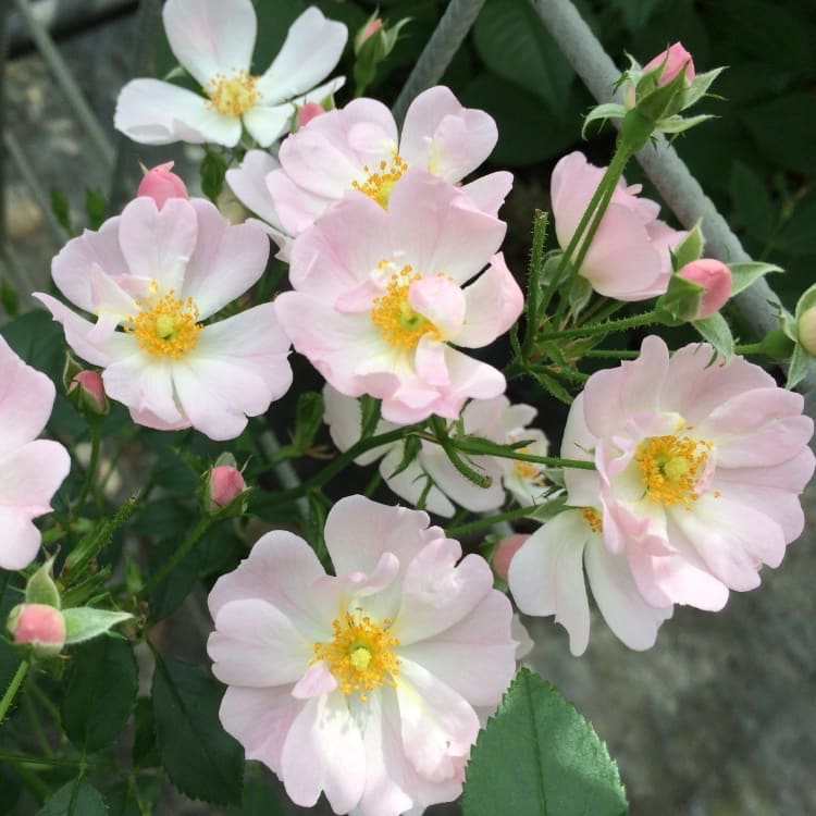 Rosa Sternenhimmel®