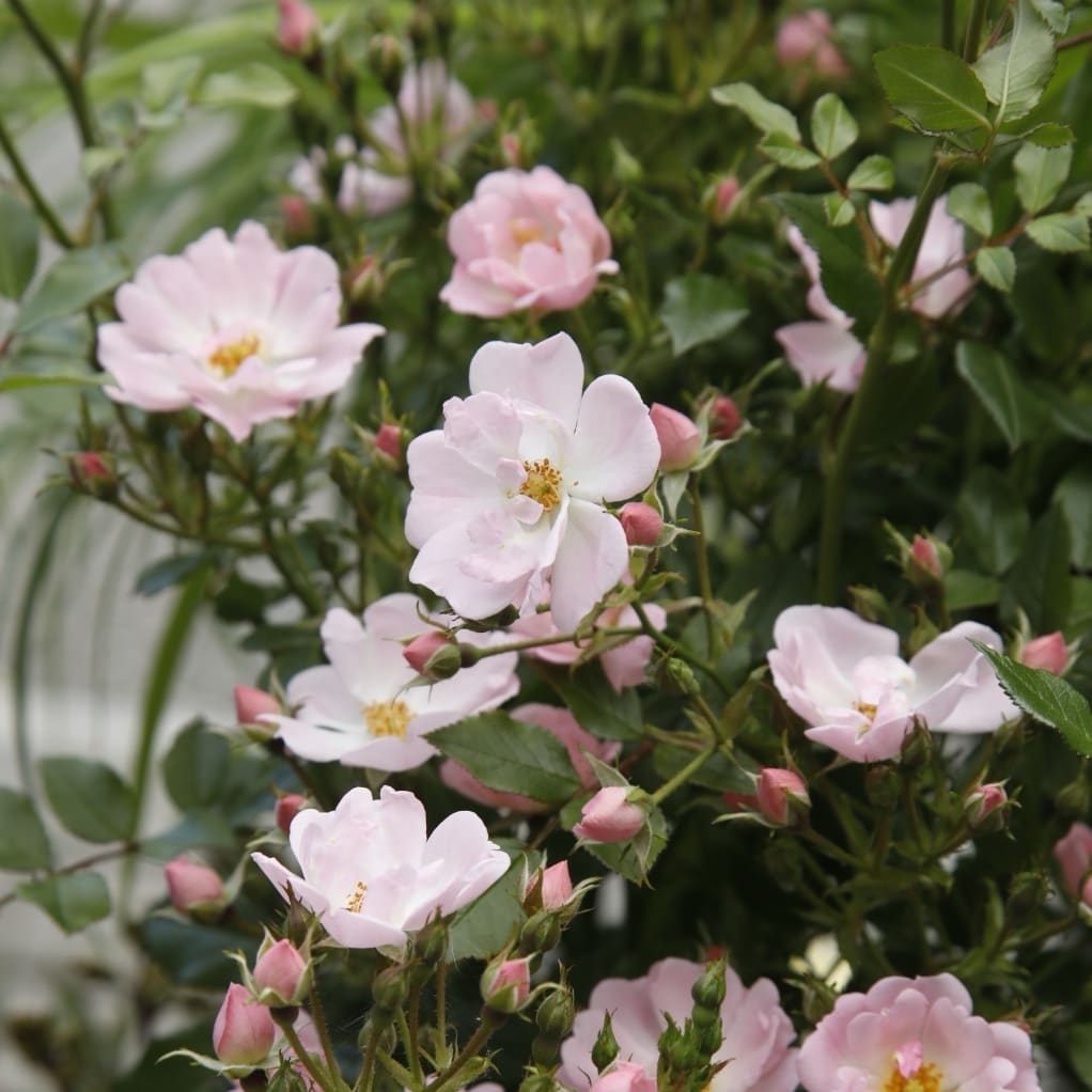 Rosa Sternenhimmel®