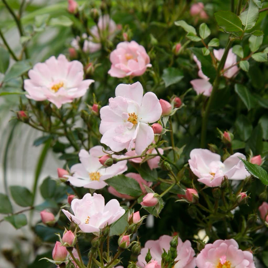 Rosa Sternenhimmel®