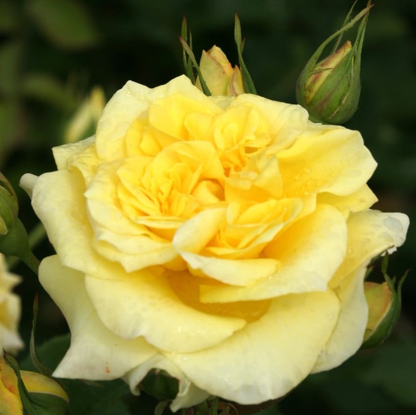 Rosa Sterntaler®