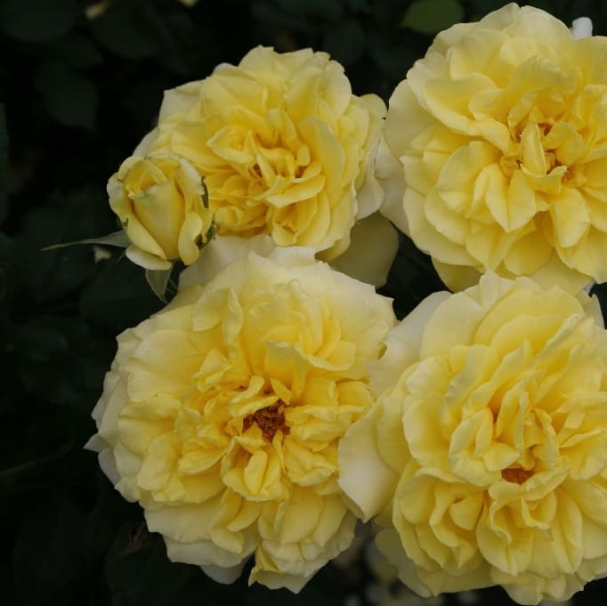 Rosa Sterntaler®