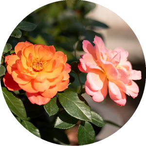 Rosa 'Sugar Candy Rose®'
