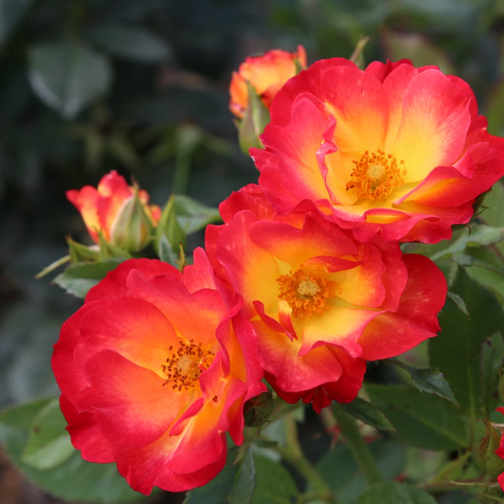 Rosa Summer of Love®