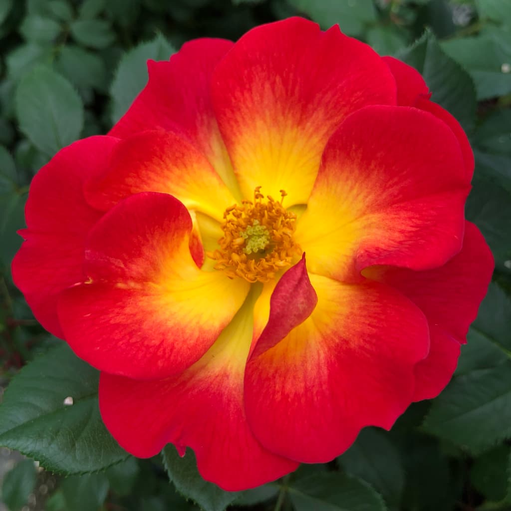 Rosa Summer of Love®