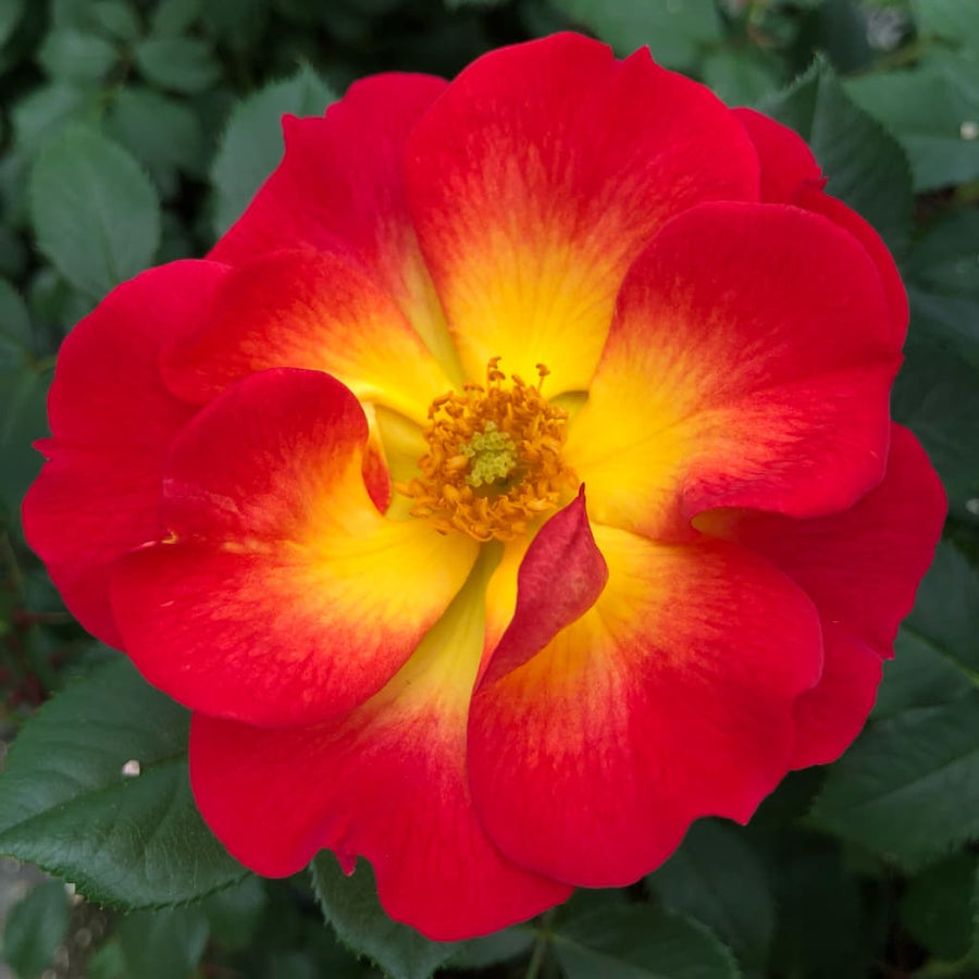 Rosa Summer of Love®