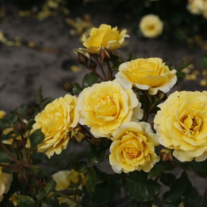 Rosa Sunmaid®
