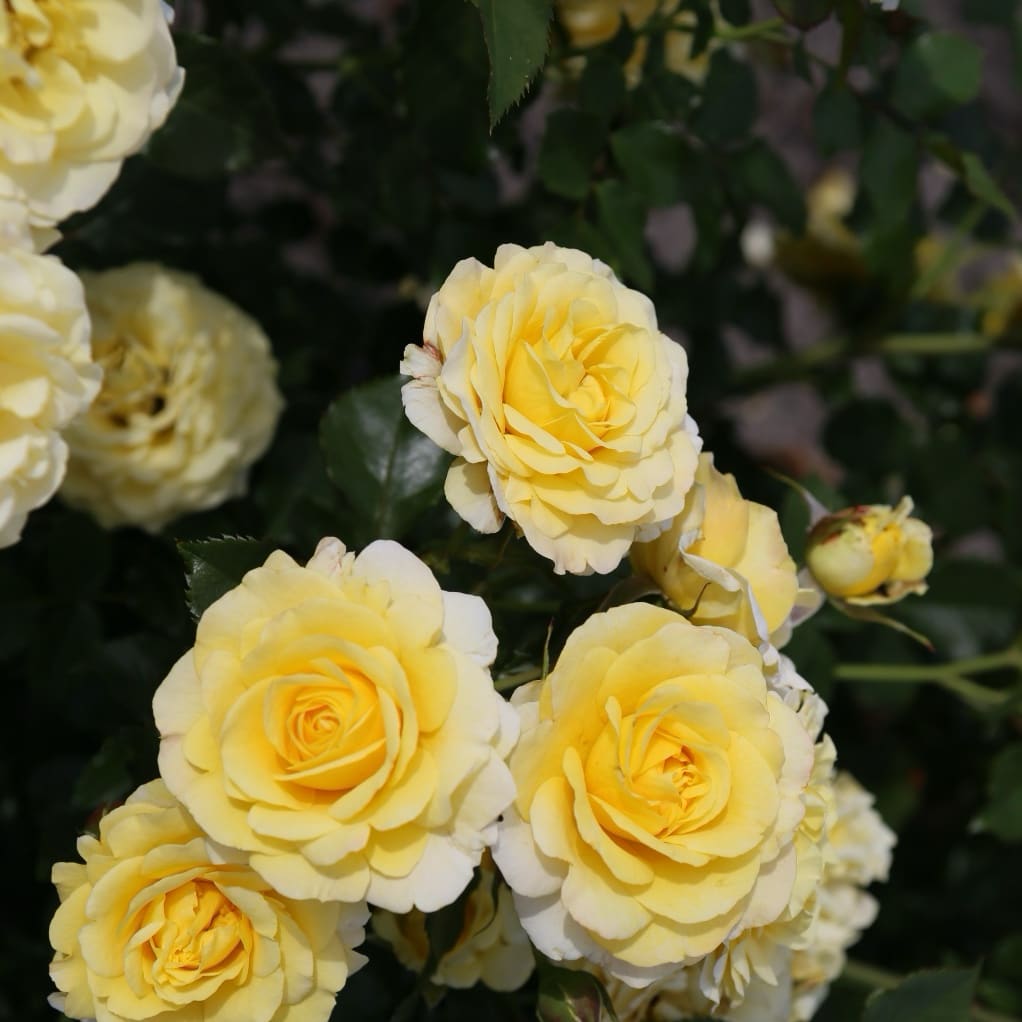 Rosa Sunmaid®