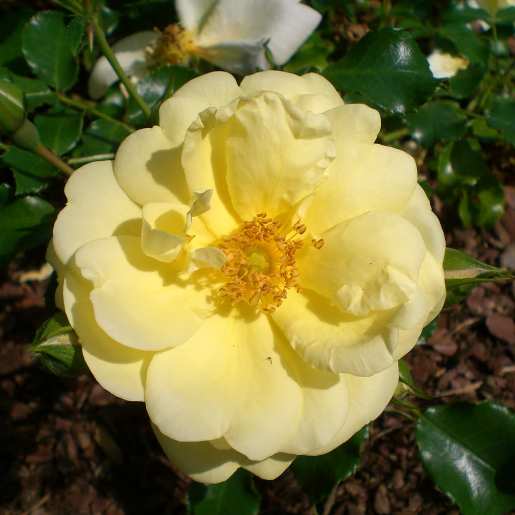 Rosa Sunny Rose®