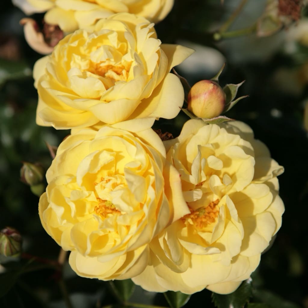 Rosa Sunny Rose®
