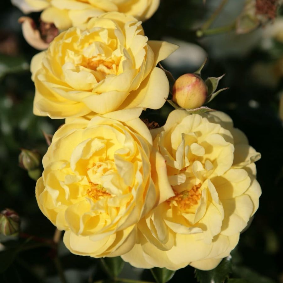 Rosa Sunny Rose®