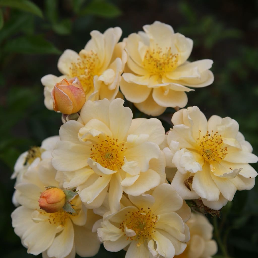 Rosa ‚Sunny‘ Siluetta®