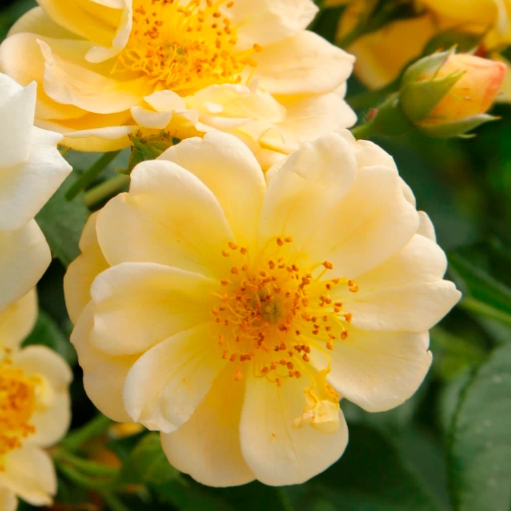 Rosa ‚Sunny‘ Siluetta®