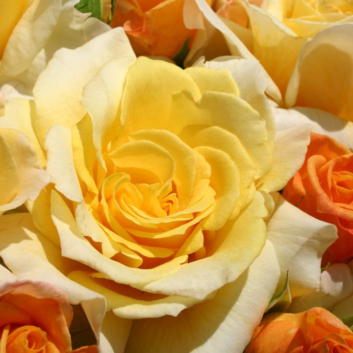 Rosa Sunny Sky®