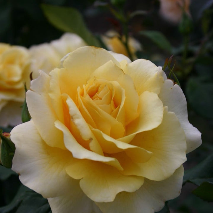 Rosa Sunny Sky®