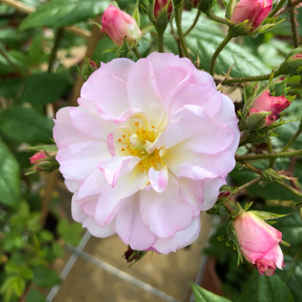 Rosa ‚Sweet‘ Siluetta®