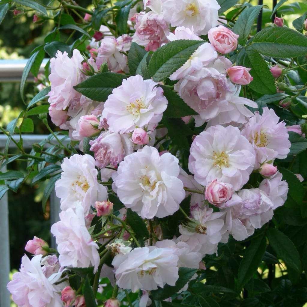Rosa ‚Sweet‘ Siluetta®