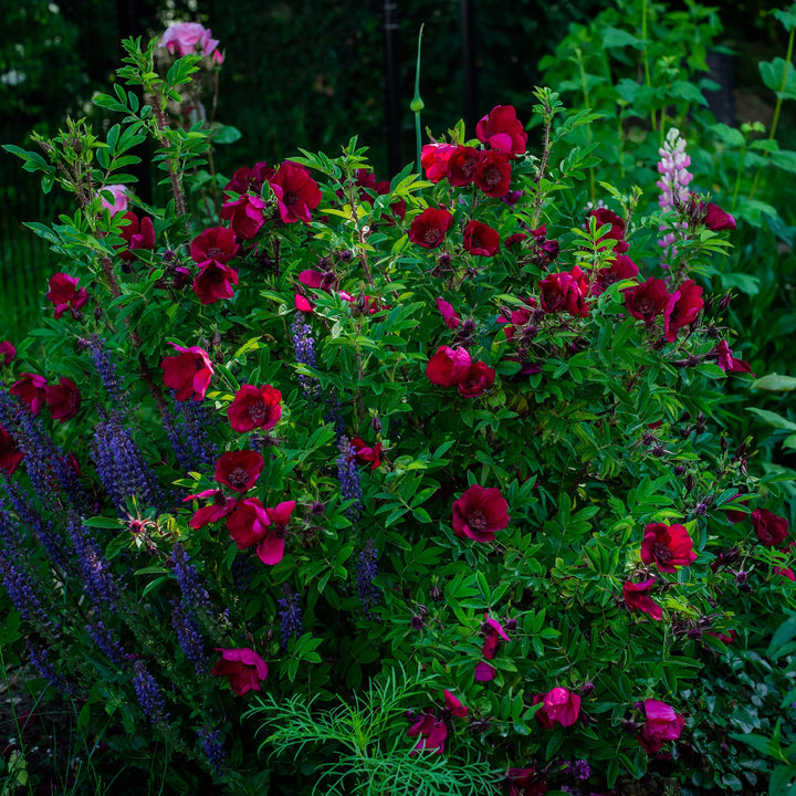 Purpurfarbene Blüte der Rosa tantau Strandperle® 'Norderney'  am Strauch