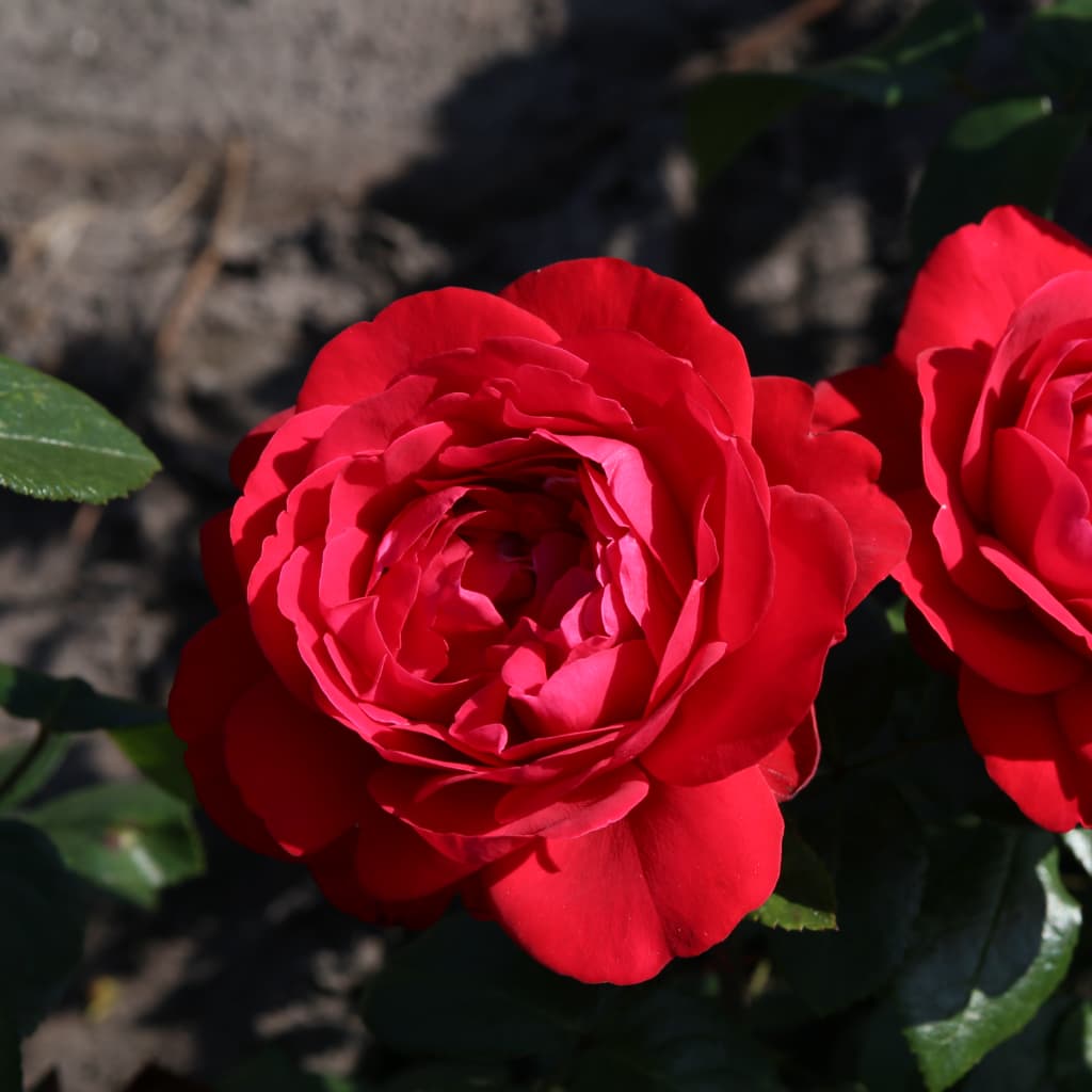 Rosa Tiamo®