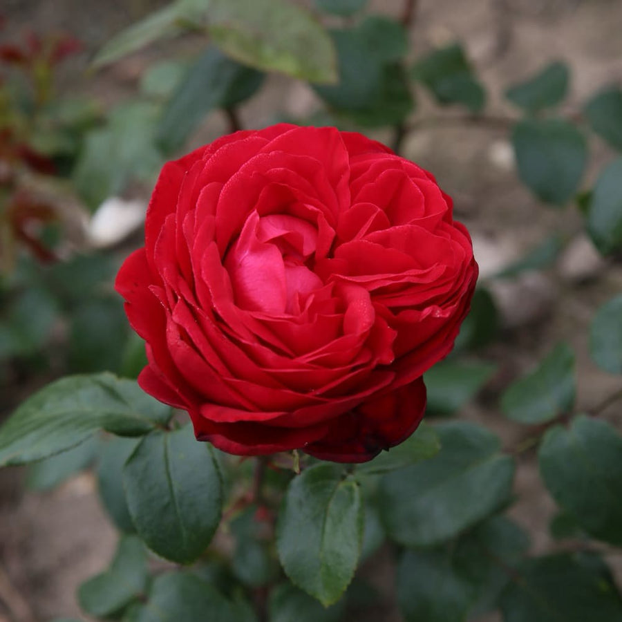 Rosa Tiamo®