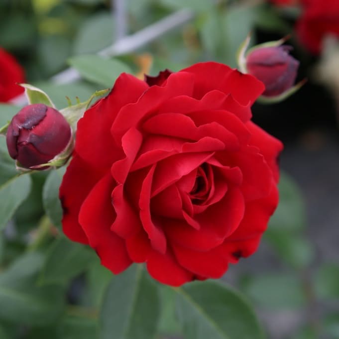 Rosa Till Eulenspiegel®