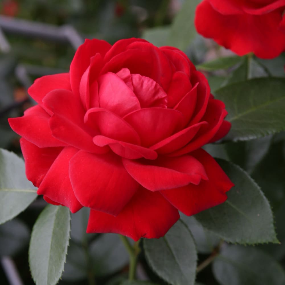 Rosa Till Eulenspiegel®