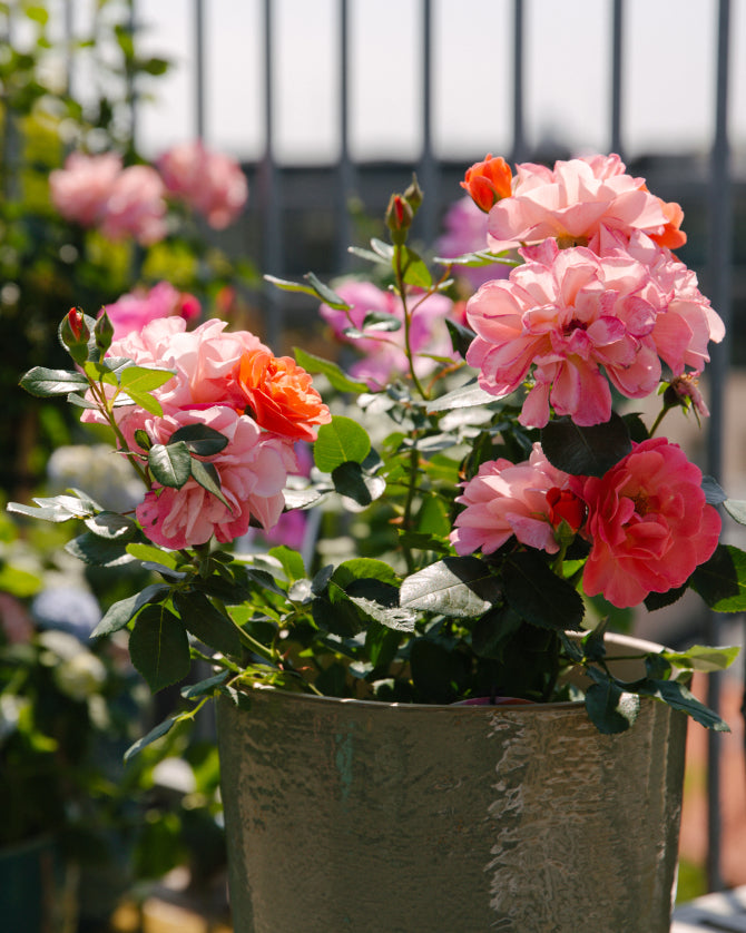 Blühende rosa Topfrose steht im sonnigen Balkonbereich