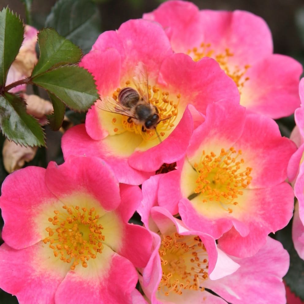 Rosa Topolina®
