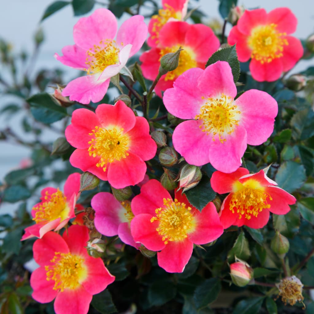 Rosa Topolina®