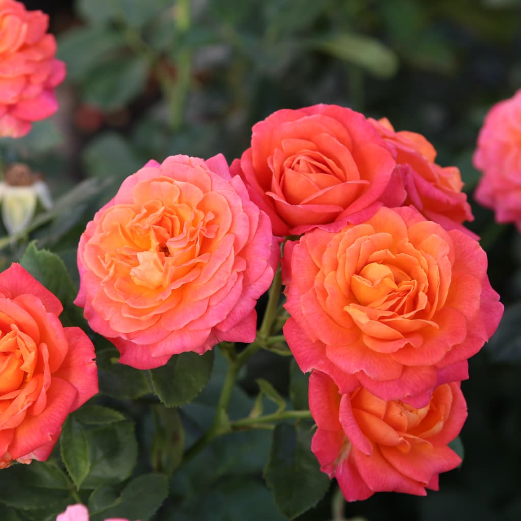 Rosa Vulcano®