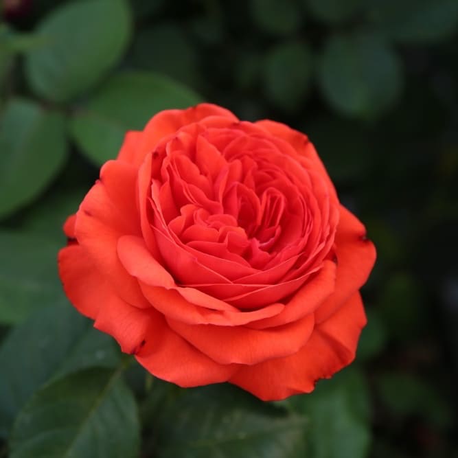 Rosa Vulcano®