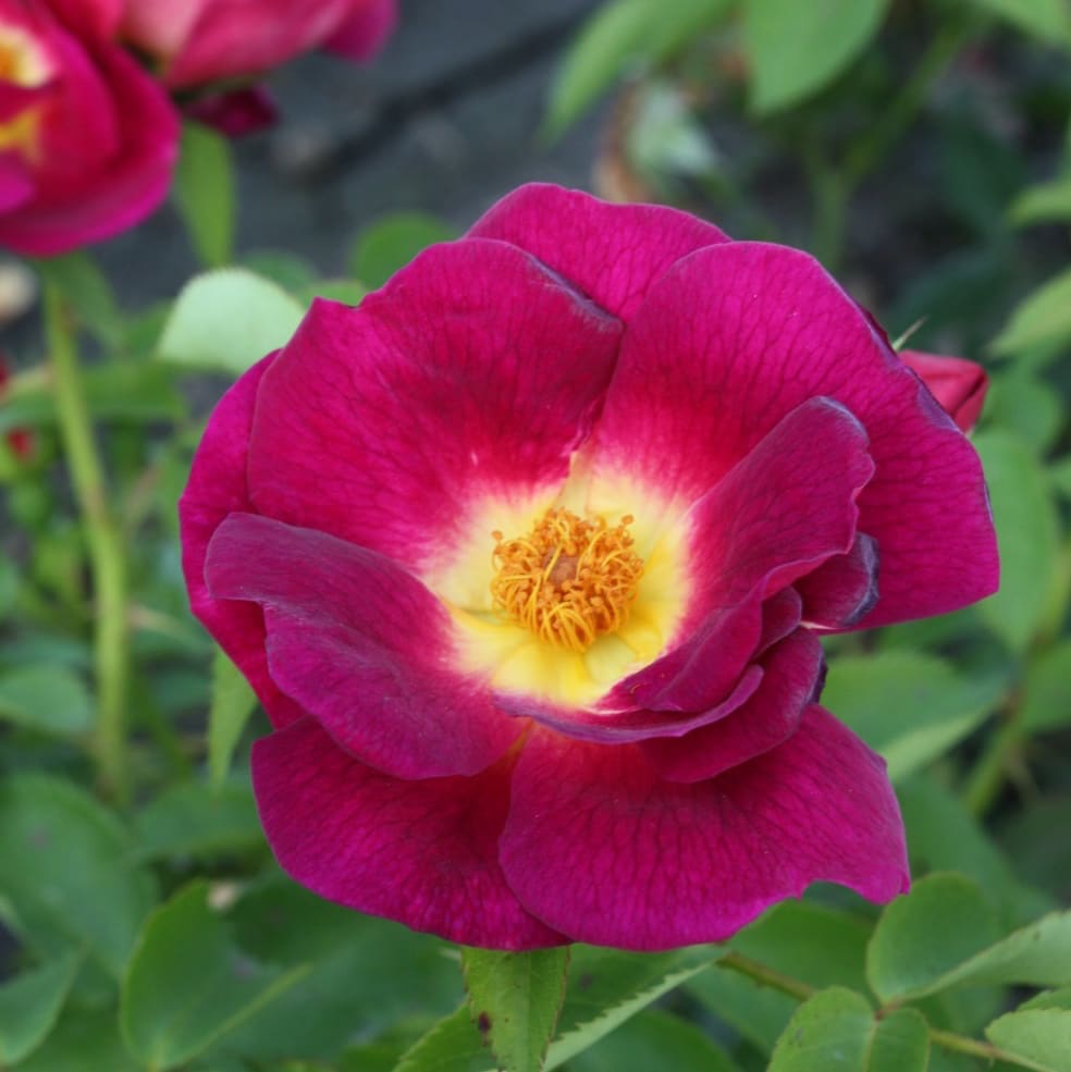 Rosa Weg der Sinne®