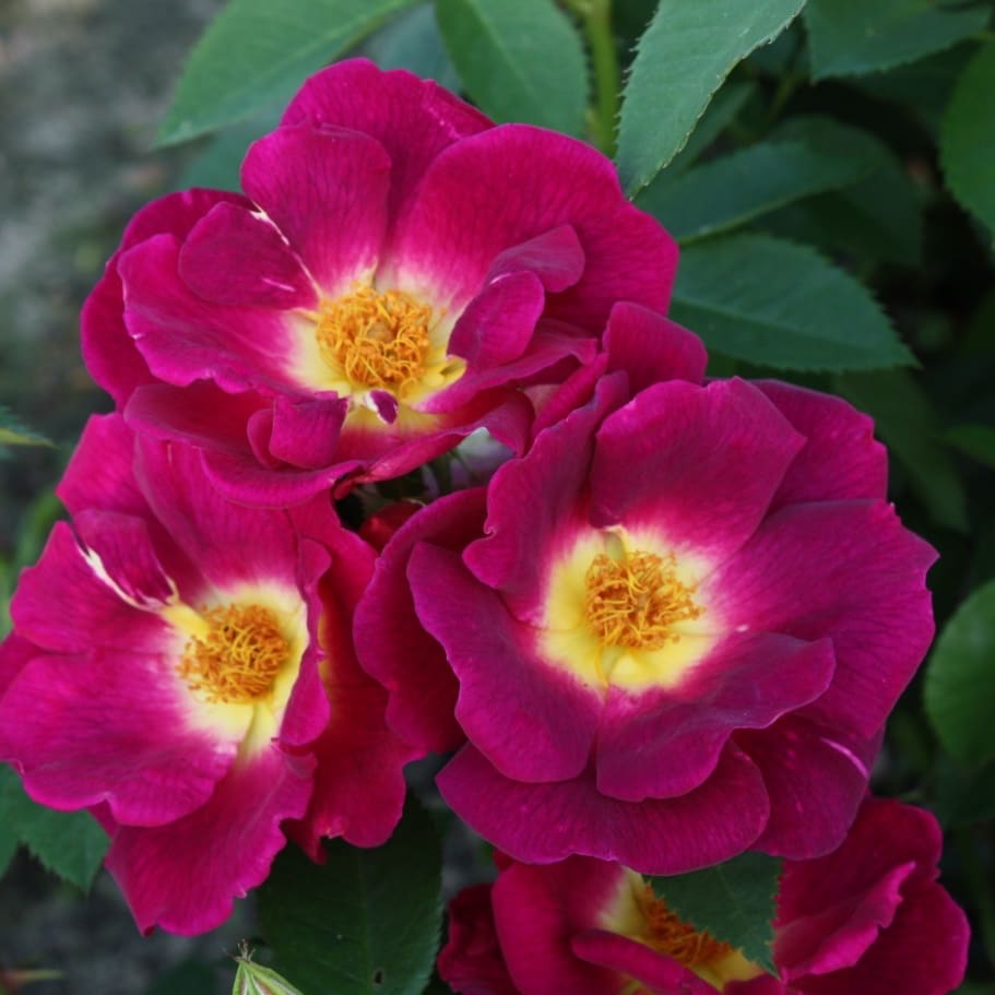 Rosa Weg der Sinne®
