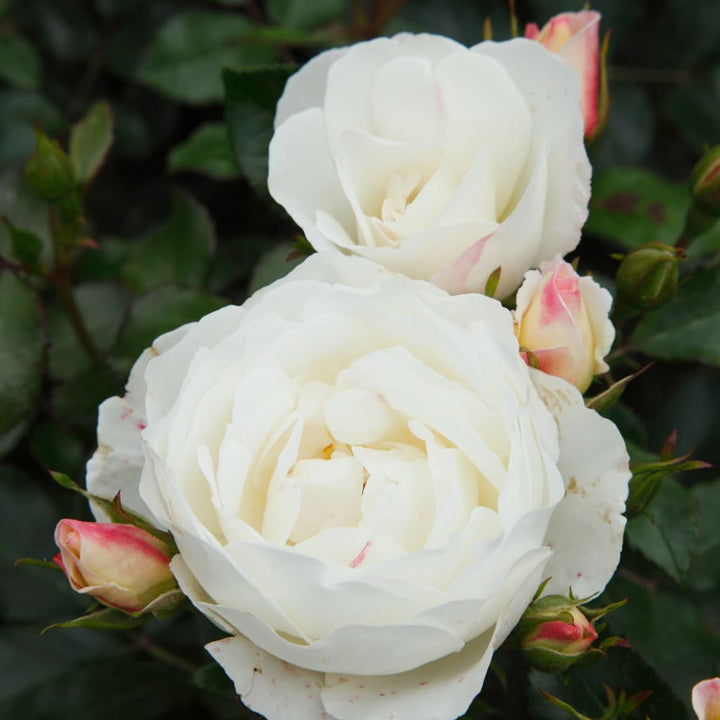 Rosa Weisse Wolke®