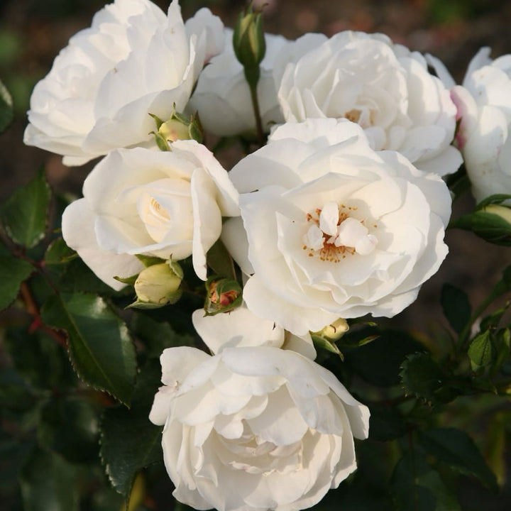 Rosa Weisse Wolke®