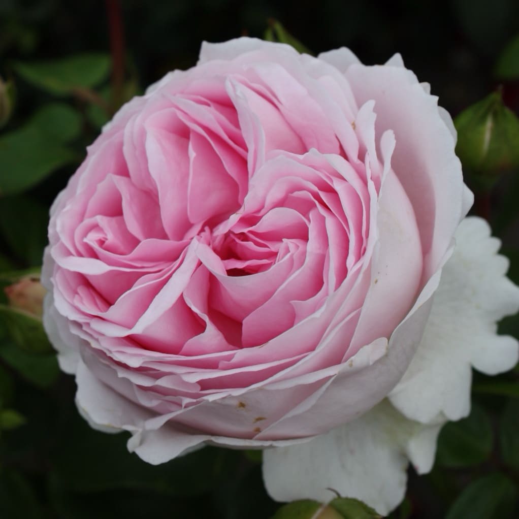 Rosa Wellenspiel®